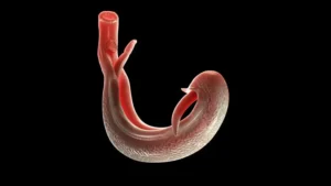 a-breakthrough-in-the-fight-against-neglected-tropical-diseases-schistoshield-shows-promise-in-clinical-trials