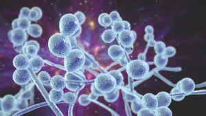 bioinspired-nanotherapy-a-new-frontier-in-the-battle-against-drug-resistant-candida