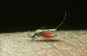 cracking-the-malaria-code-scientists-reveal-the-molecular-machine-behind-parasite-invasion