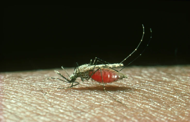 cracking-the-malaria-code-scientists-reveal-the-molecular-machine-behind-parasite-invasion