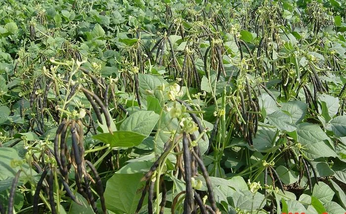 decoding-the-pulse-of-the-future-new-graph-based-pan-genome-revolutionizes-mung-bean-breeding