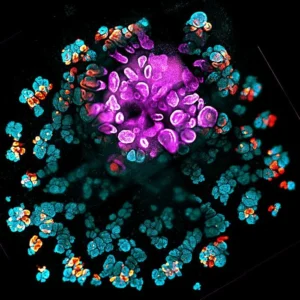 engineering-the-magic-of-life-usc-researchers-unlock-the-secrets-of-kidney-organoid-development