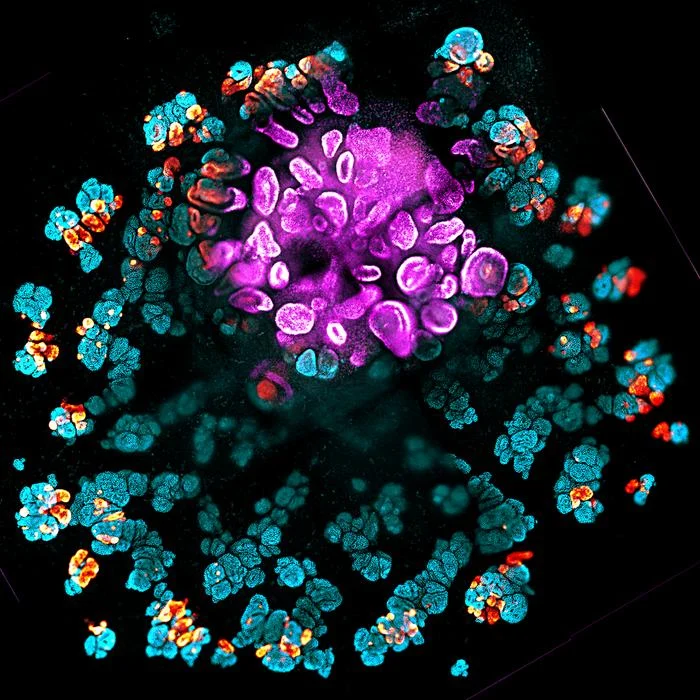 engineering-the-magic-of-life-usc-researchers-unlock-the-secrets-of-kidney-organoid-development