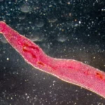 genomic-alarm-is-the-global-fight-against-schistosomiasis-facing-a-resistance-crisis