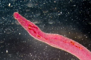 genomic-alarm-is-the-global-fight-against-schistosomiasis-facing-a-resistance-crisis