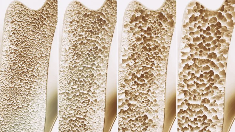 mapping-the-skeletal-blueprint-a-new-frontier-in-bone-regeneration-and-disease-therapy