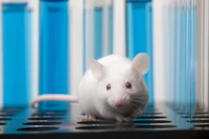 rethinking-autism-ucla-study-reveals-potential-for-reversing-adult-brain-dysfunction