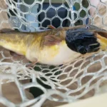 silent-epidemic-the-discovery-of-transmissible-cancer-in-freshwater-fish