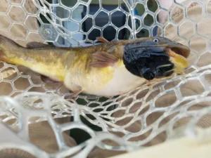 silent-epidemic-the-discovery-of-transmissible-cancer-in-freshwater-fish