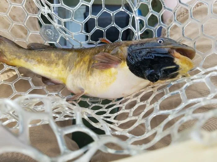 silent-epidemic-the-discovery-of-transmissible-cancer-in-freshwater-fish
