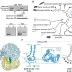 the-unseen-architect-how-a-ribosomal-hack-may-have-fueled-octopus-intelligence