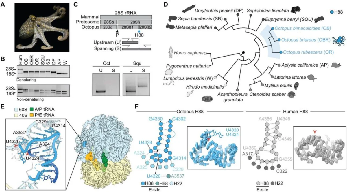 the-unseen-architect-how-a-ribosomal-hack-may-have-fueled-octopus-intelligence