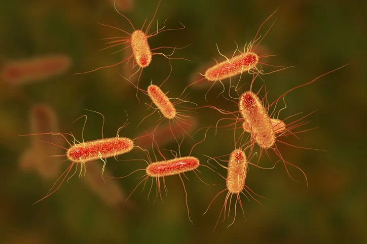 beyond-the-immune-system-new-insights-into-combating-recurrent-utis