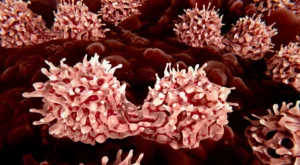 bridging-the-gap-new-tissue-chip-platform-unlocks-the-secrets-of-bone-marrow-plasma-cells