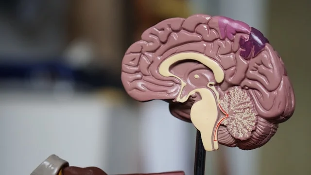 the-dual-origin-brain-how-a-biological-discovery-rewrites-the-history-of-human-development