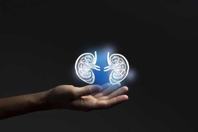 unlocking-the-cellular-secrets-of-diabetic-kidney-disease-new-insights-from-organoid-models