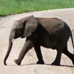 automating-postgresql-security-cloudnativepg-1-31-introduces-native-password-generation-and-automated-rotation