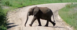 automating-postgresql-security-cloudnativepg-1-31-introduces-native-password-generation-and-automated-rotation