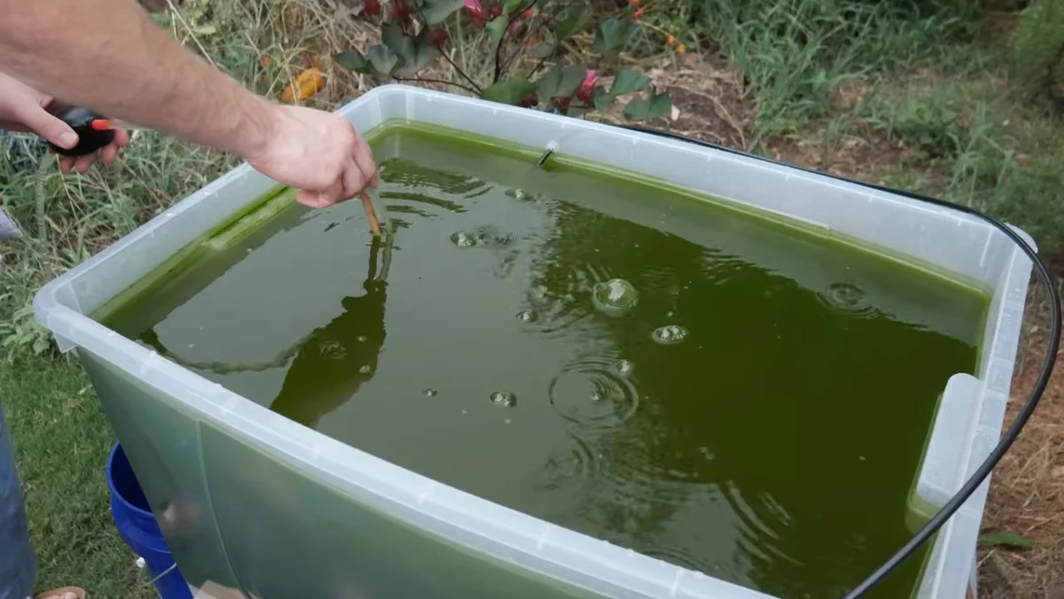 from-algae-dreams-to-sunflower-reality-one-makers-journey-into-diy-biodiesel