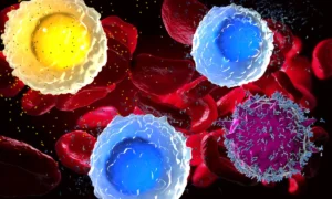 the-immune-clock-how-a-hidden-biological-ratio-predicts-healthy-aging