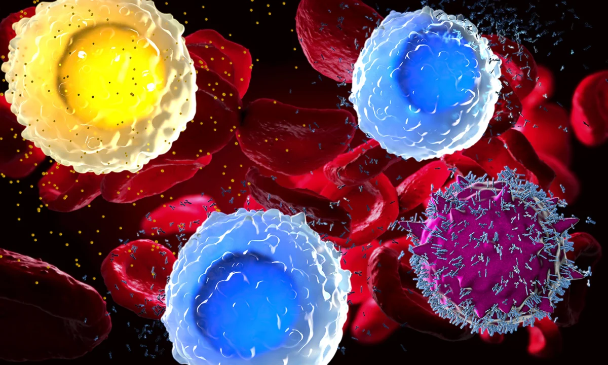 the-immune-clock-how-a-hidden-biological-ratio-predicts-healthy-aging