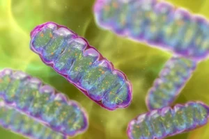 the-metabolic-switch-how-a-newly-discovered-protein-orchestrates-energy-expenditure