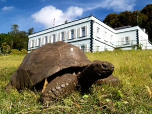 the-secret-of-the-century-unlocking-the-genetic-resilience-of-jonathan-the-worlds-oldest-land-animal