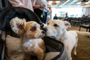 unlocking-the-biological-clock-how-the-dog-aging-project-is-decoding-the-secrets-of-longevity