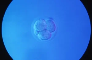 unlocking-the-embryonic-blueprint-scientists-use-dna-typewriters-to-map-mammalian-life