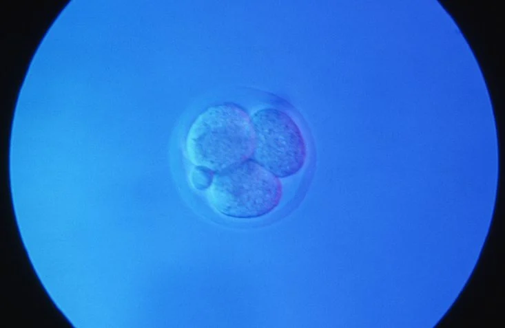 unlocking-the-embryonic-blueprint-scientists-use-dna-typewriters-to-map-mammalian-life